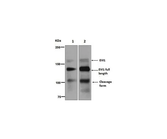 62-8503-10　［Discontinued］Anti-EVI-1, clone EPR5996, Rabbit Monoclonal　MABC748