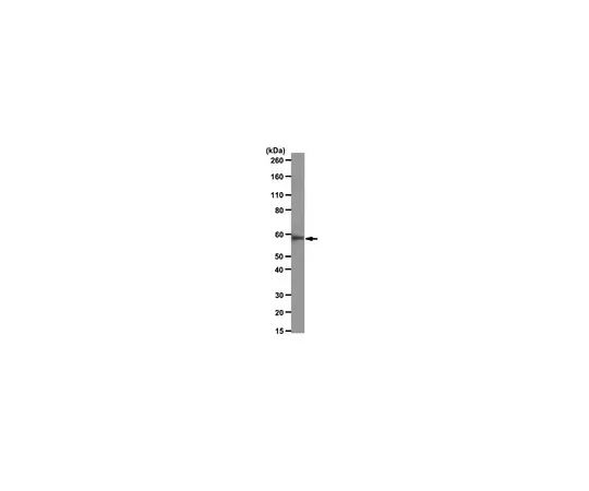 62-8375-18　［Discontinued］Anti-Importin subunit alpha-1, clone 8G5; 100 μg　05-1526