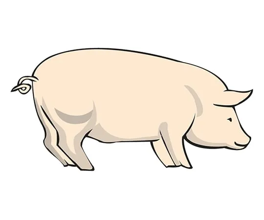 3-8491-05　［Discontinued］Test Research Animal Organ Pig Heart (Including Aorta)