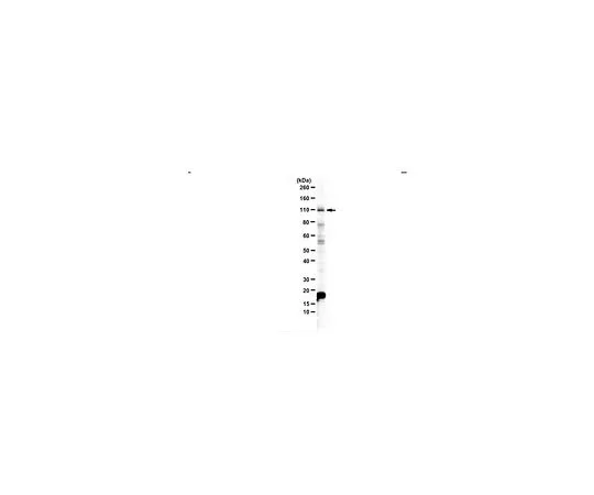 62-8468-59　［Discontinued］Anti-Pro-NRG2 ECD　ABN1654