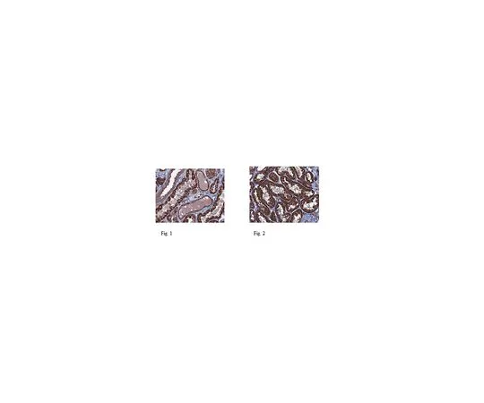 62-8472-77　［Discontinued］Anti-Polycystin-1 Antibody Cat. No. ABT128　ABT128