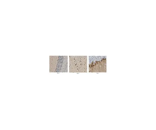 62-8517-10　［Discontinued］Anti-Transmembrane protein 39A, clone 6D5.1　MABN252