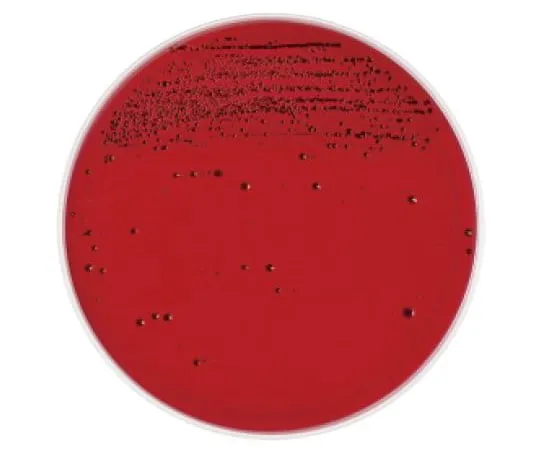 63-6527-29　10 sheets of sheep blood agar medium for CDC anaerobes, modified BD BBL (TM)　252203
