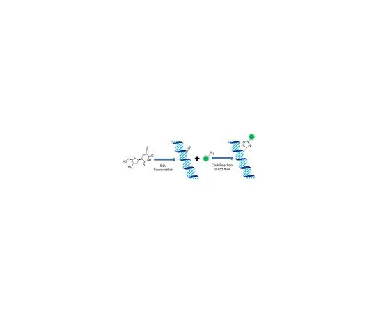 62-8395-16　［Discontinued］EdU Cell Proliferation Assay (EdU-555)　17-10526