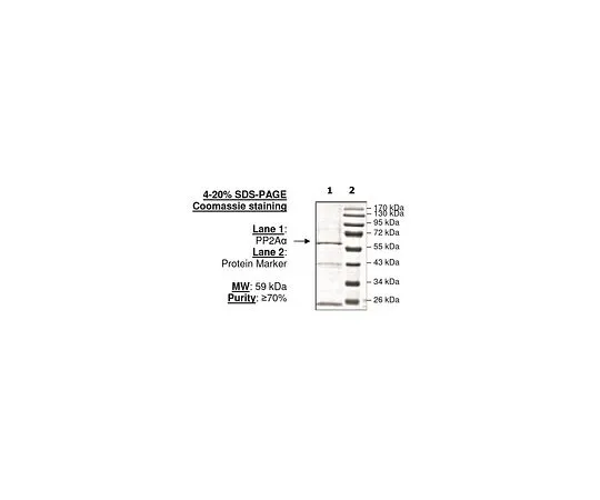 62-8391-29　［Discontinued］PP2Aα　14-111-D