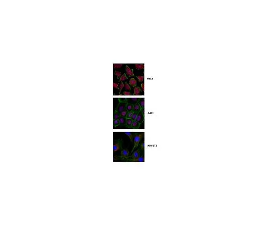 62-8471-62　［Discontinued］Anti-Krueppel-Like Factor 4 (Klf4)　ABS1514