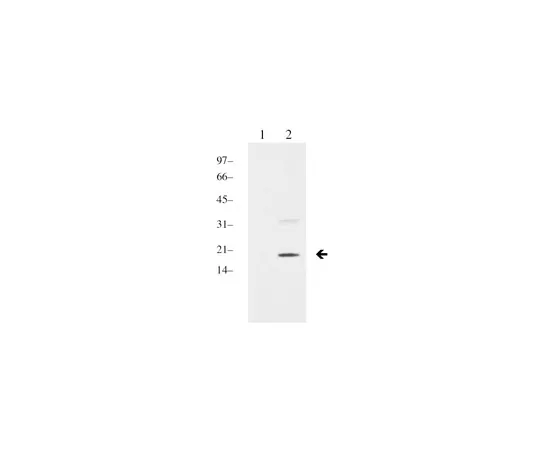 62-8372-79　［Discontinued］A-DIMETHYL-HIS H3 (K9) 100UL　05-768
