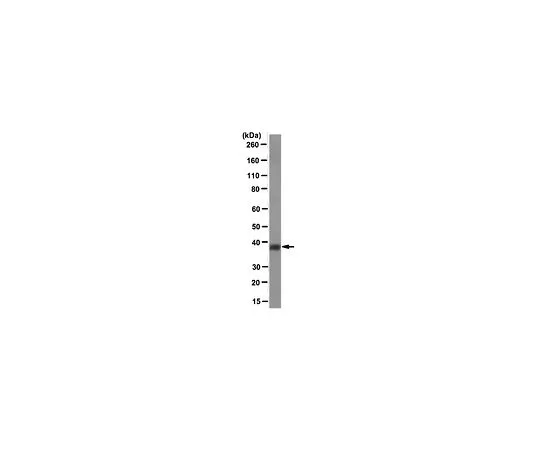 62-8505-27　［Discontinued］Anti-HOXD4, clone 8E11.1; 100 μL　MABE157