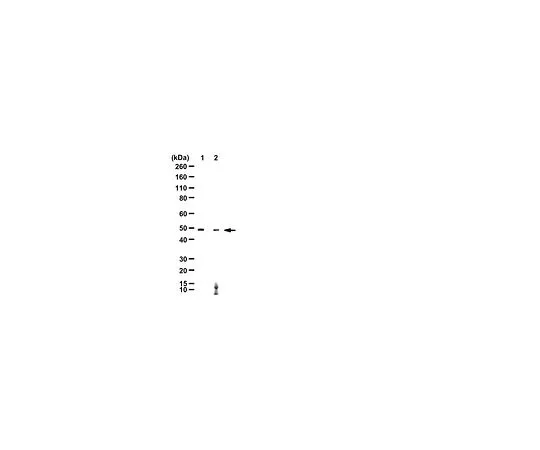 62-8389-44　［Discontinued］Anti-Ras, H Palmitoylated; 100 μg　09-187