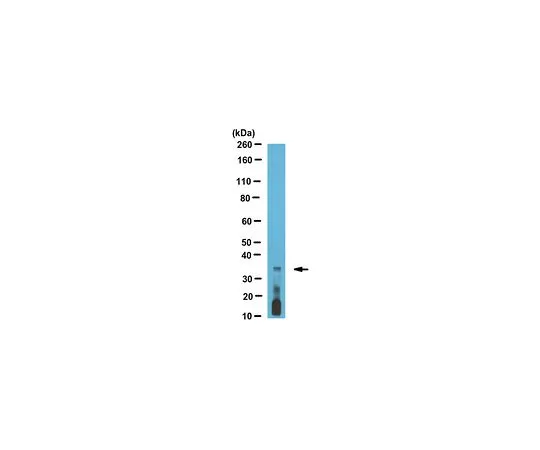 62-8518-02　［Discontinued］Anti-Ephrin B2, clone PA349-18.4.3　MABN482