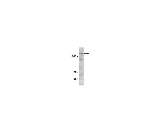 62-8386-24　［Discontinued］Anti-DNMT1; 100 μL　07-688