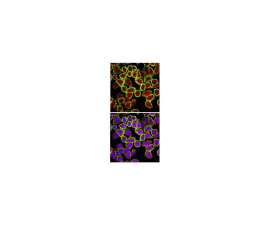 62-8375-06　［Discontinued］Anti-CENP-E, clone MAB177; 100 μg　05-1502