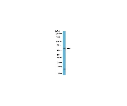 62-8518-27　［Discontinued］Anti-Uncx Antibody, clone N155/9 Cat. No. MABN514　MABN514