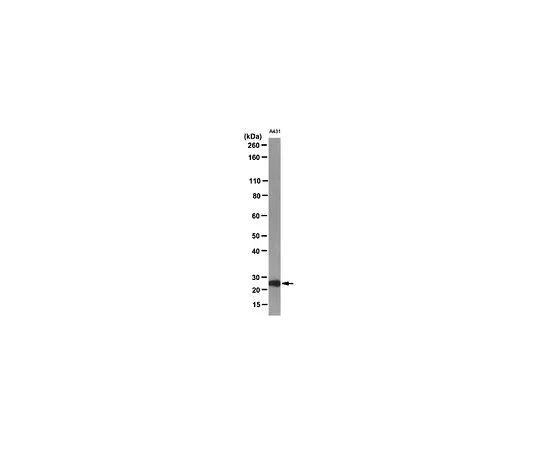 62-8522-01　［Discontinued］Anti-GRB-2, clone 7G10.1; 100 μg　MABS89