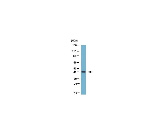 62-8506-35　［Discontinued］Anti-PRMT1 Antibody, clone 7D2 , Cat. No. MABE431　MABE431
