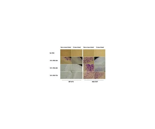 62-8482-28　［Discontinued］QCM(TM) High Sensitivity Non-cross-linked Collagen Invasion Assay, 24-well (8 µm), Colorimetric　ECM1401