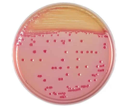 63-6527-62　BD BBL (TM) CIN agar 20 sheets　251139