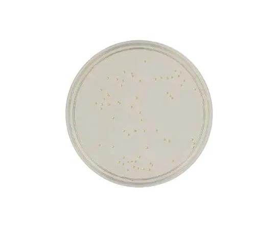 63-6526-72　BD SCD Agar Medium with BBL (TM) LP　252028