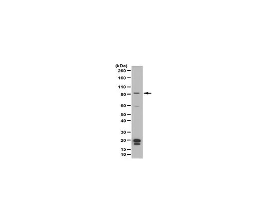 62-8456-82　［Discontinued］Anti-Sox5 Antibody Cat. No. ABC115　ABC115