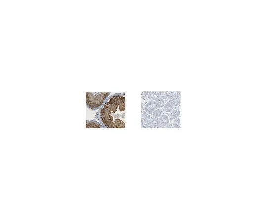 62-8507-45　［Discontinued］Anti-Piwi-like protein 1, clone 1A5　MABE895