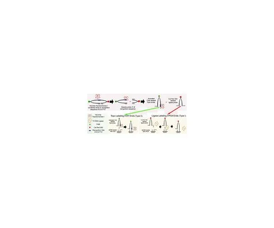 62-8477-96　［Discontinued］ApopTag(R) ISOL Dual Fluorescence Apoptosis Detection Kit (DNase Types I and II); 25 assays　APT1000