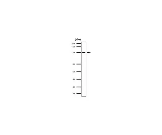 62-8457-29　［Discontinued］Anti-IRE1　ABC241