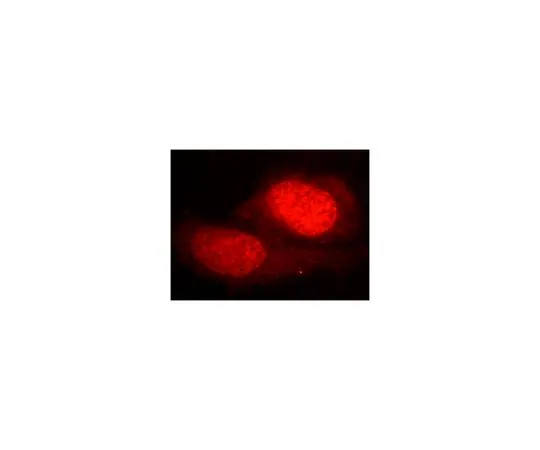 62-8462-31　［Discontinued］Anti-HEXIM1　ABE582
