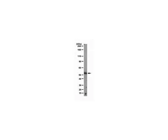 62-8504-26　［Discontinued］Anti-Pax3, clone 1A7.1; 100 μg　MABD65