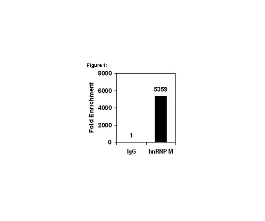 62-8367-35　［Discontinued］RIPAb+(TM) hnRNP M1-M4; 10 assays　03-100