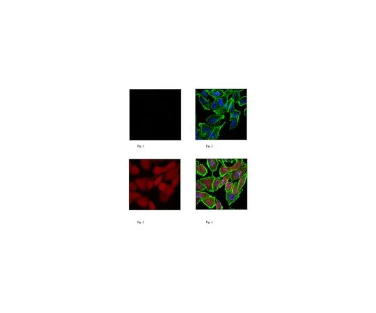 62-8506-03　［Discontinued］Anti-Puromycin, clone 4G11, Alexa Fluor(R) 647 Conjugate　MABE342-AF647