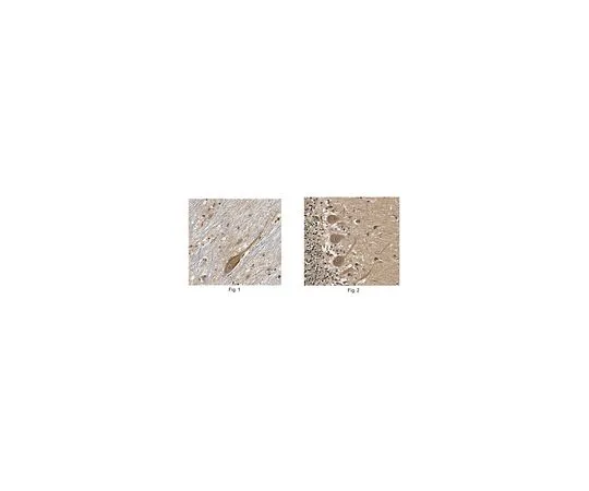 62-8472-95　［Discontinued］Anti-Protocadherin-8 Antibody Cat. No. ABT153　ABT153