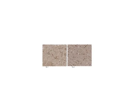 62-8466-61　［Discontinued］Anti-CAPS-1　ABN329