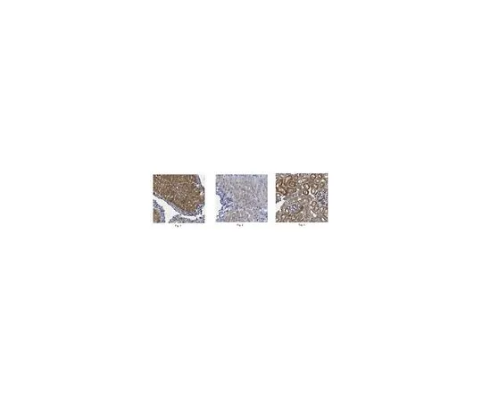 62-8507-48　［Discontinued］Anti-pan Ago, clone 13A2　MABE900