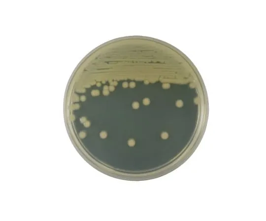 63-6527-02　BD BBL (TM) Brain Heart Infusion Agar Medium 20 sheets　252109