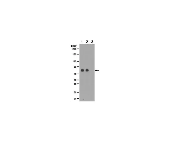 62-8387-35　［Discontinued］Anti-acetylated-Src (Lys7); 100 μg　07-1322