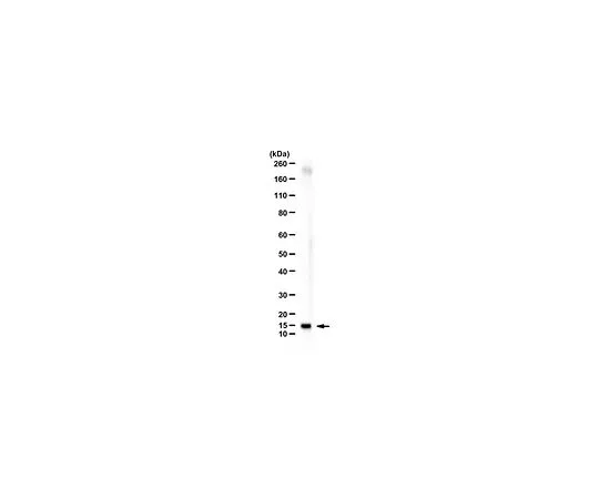62-8468-81　［Discontinued］Anti-RBM3　ABN1725