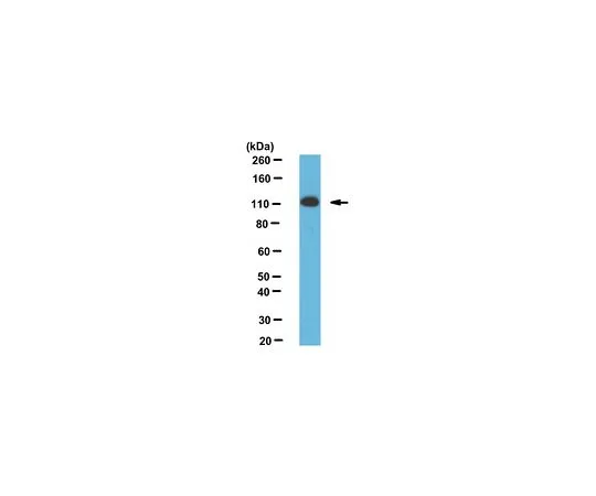 62-8469-91　［Discontinued］Anti-Lipin 1 Antibody Cat. No. ABS400　ABS400