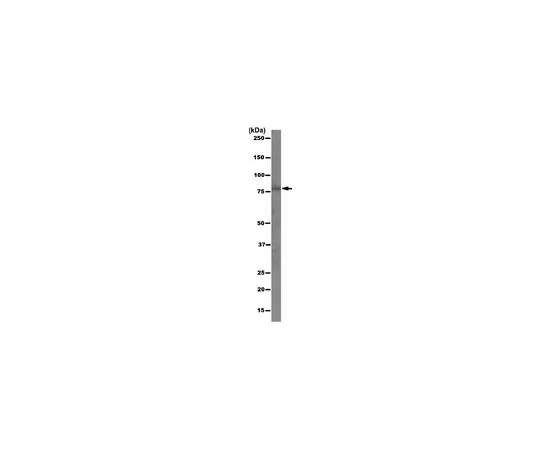 62-8375-54　［Discontinued］Anti-SETDB2, clone 5B7.2; 100 μg　5-52