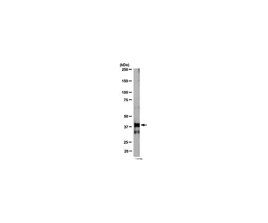 62-8469-03　［Discontinued］Anti-p38/SAPK2A;100 μg　ABS29