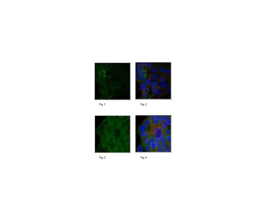 62-8501-81　［Discontinued］Anti-Beclin-2, clone 4H7.1　MABC266