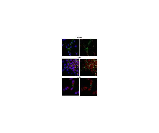 62-8460-38　［Discontinued］Anti-Pygopus homolog 2; 100 μg　ABE109