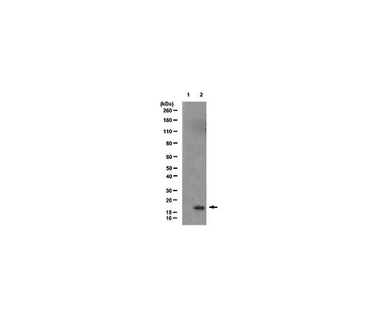 62-8453-99　［Discontinued］Anti-acetyl-Histone H2A.X (Lys5); 100 μg　AB10020
