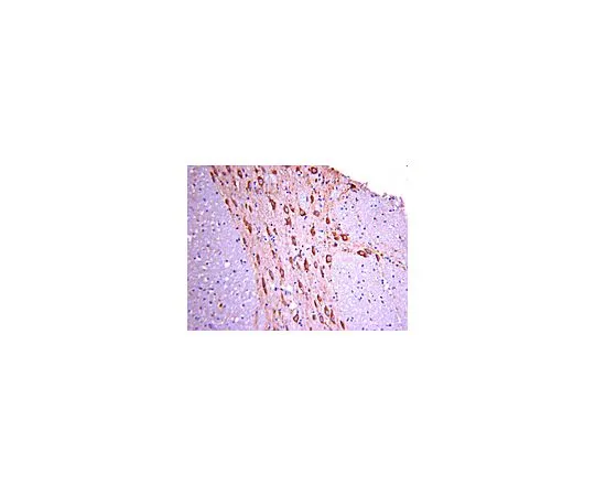 62-8490-29　［Discontinued］Anti-DYNLT3, clone 10A3C8A1; 100 μg　MAB1077