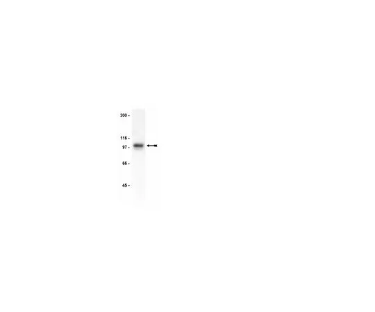 62-8381-71　［Discontinued］Anti-Gab1, CT; 200 μg　06-579