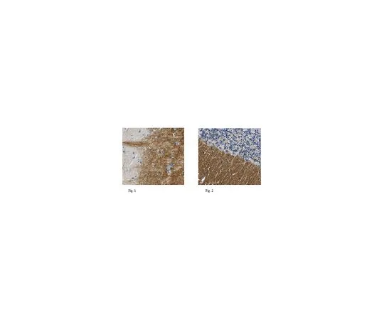 62-8518-32　［Discontinued］Anti-Synaptotagmin-12 Antibody, clone N277/7 Cat. No. MABN519　MABN519