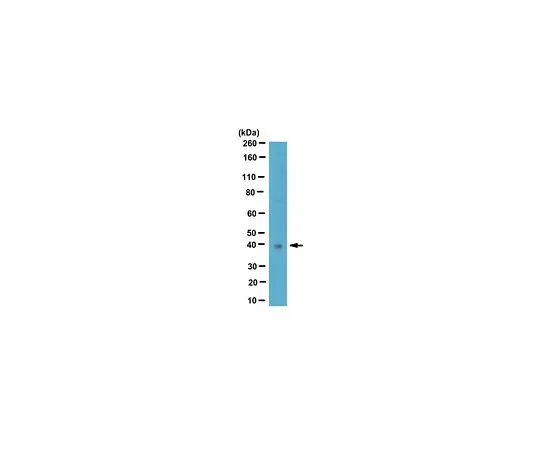 62-8459-81　［Discontinued］Anti-Wnt-3a　ABD124