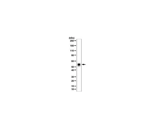 62-8473-12　［Discontinued］Anti-ADAMTS-4　ABT178