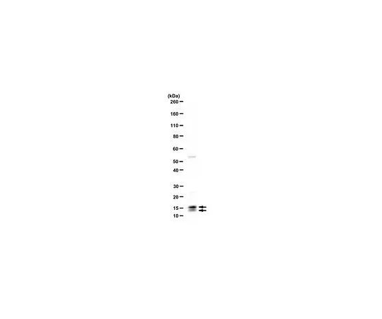 62-8459-21　［Discontinued］Anti-ATG8 Antibody　ABC974