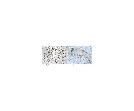62-8516-42　［Discontinued］Anti-Neuroligin-1, clone N97A/31; 100 μg　MABN38