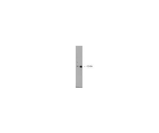 62-8454-88　［Discontinued］Anti-NUMBL; 100 μg　AB15145